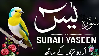 Download Lagu Surah Yaseen With Urdu Translation | Episode 289 | Surah Yaseen Urdu Tarjuma ke Sath MP3 Download Lagu Surah Yaseen With Urdu Translation | Episode 289 | Surah Yaseen Urdu Tarjuma ke Sath MP3