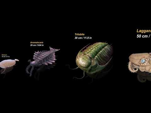 Sizes of Cambrian Animals