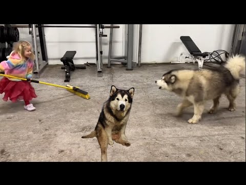 Howling Husky Gets Angry At The Broom! He's A Talking  Dog