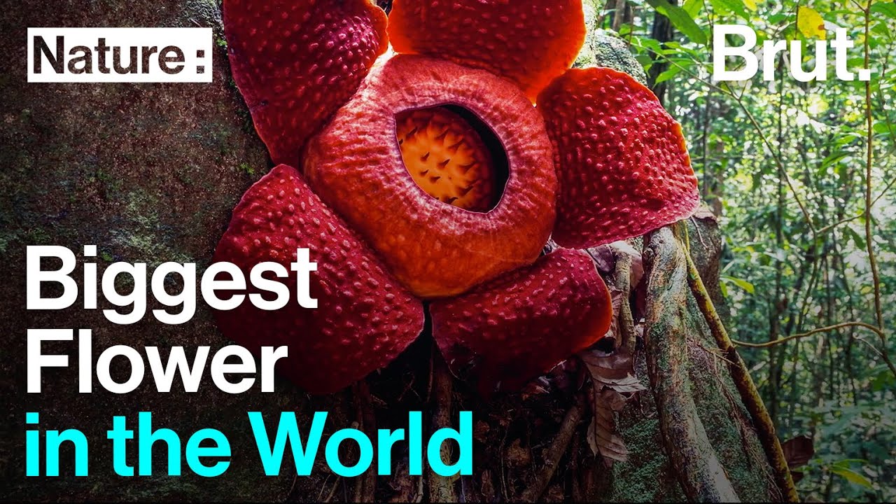Discover the Biggest Flower on Earth YouTube