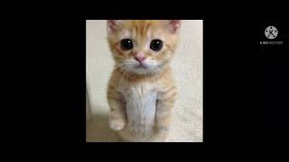 Scary Pop Up That Will Make You Scream It Will Make You Scream