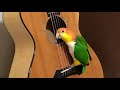 Caique parrot plays guitar