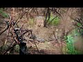 A leopard kills a young jackal walks around with it while the parent jackals harassing her