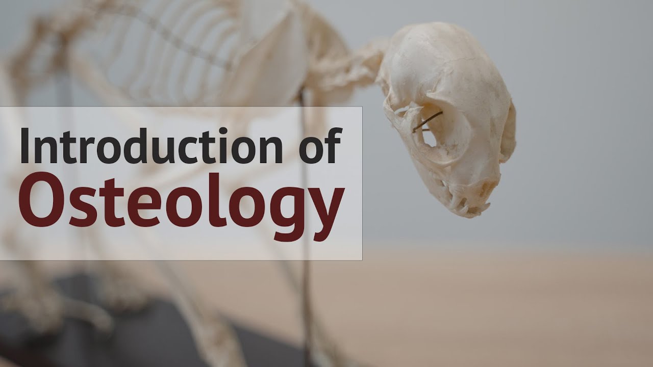 Introduction Of Osteology General Veterinary Anatomy By Vetscraft introduction-of-osteology-general-veterinary-anatomy-by-vetscraft