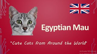 #Egyptian Mau 'Cute Cats from Around the World'