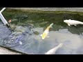 神戸どうぶつ王国巨大鯉巨大錦鯉