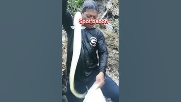 mancing di spot sidat babon #mancingsidatraksasa #mancing