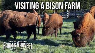 Visiting a Bison Farm