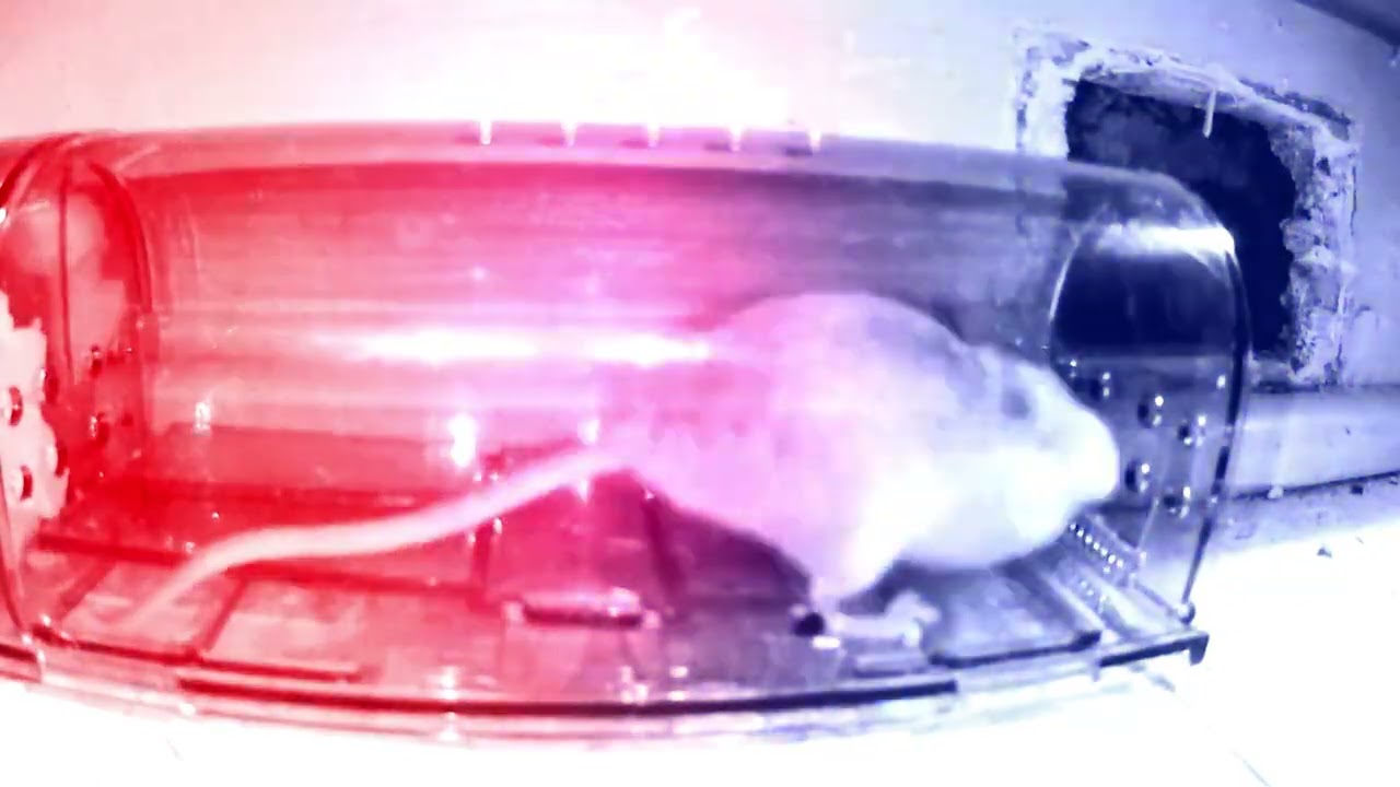 BUSTED: PITA the Mouse - YouTube