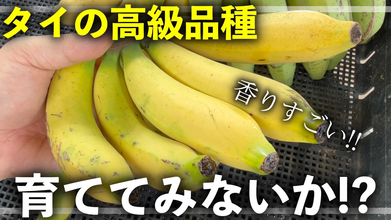 Extremely Rare] Premium Thai Bananas! A fragrant Gros Michel type
