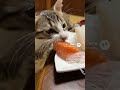 お刺身を盗んで逃げる猫さん😸#猫とゲームとおやじ #ねこのいる生活 #ねこのいる暮らし #もとのらねこ #猫 #cat