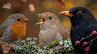  Feel Calm Instantly  Soft Night Birdsong  Nightingale Blackbird Robin  2 Hours