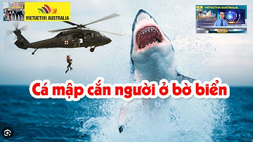 ÚC CHÂU: CÁ MẬP CẮN NGƯỜI Ở BỜ BIỂN