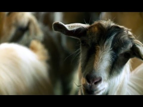 კვირას, 19 აპრილს, 12:30 საათზე, \"ფერმა\"