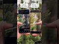 Galaxy S25 Ultra vs iPhone 17 Pro Max – Camera Test! 📸🔥 #shorts #samsung #apple #iphone