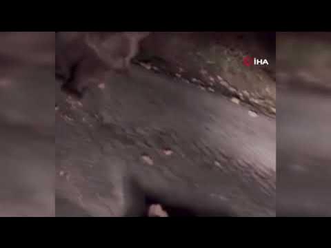 Bursa'da ayı ailesini arabadan besledi, yavru ayı kaputa yaslandı