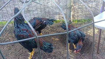 Me Nyuam Qaib Ntsuag Lau 2