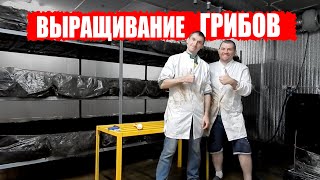 Выращивание шампиньонов, рециркуляция, компост, покровный грунт, бизнес в гараже