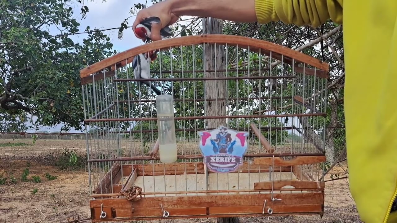 Xerifão na pegada livre!..