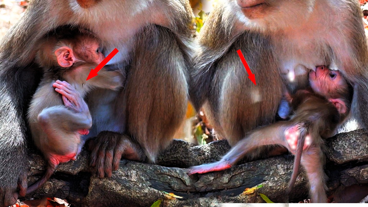 OMG, so funny, the baby monkey can't drink milk because insects are biting it.
