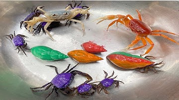 Kem Ốc và cua Chanel bắt các con vật nhuộm màu trong sân, con cua, cua, crab, con ếch, cua màu sắc