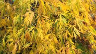 Acer palmatum 'Viridis' video