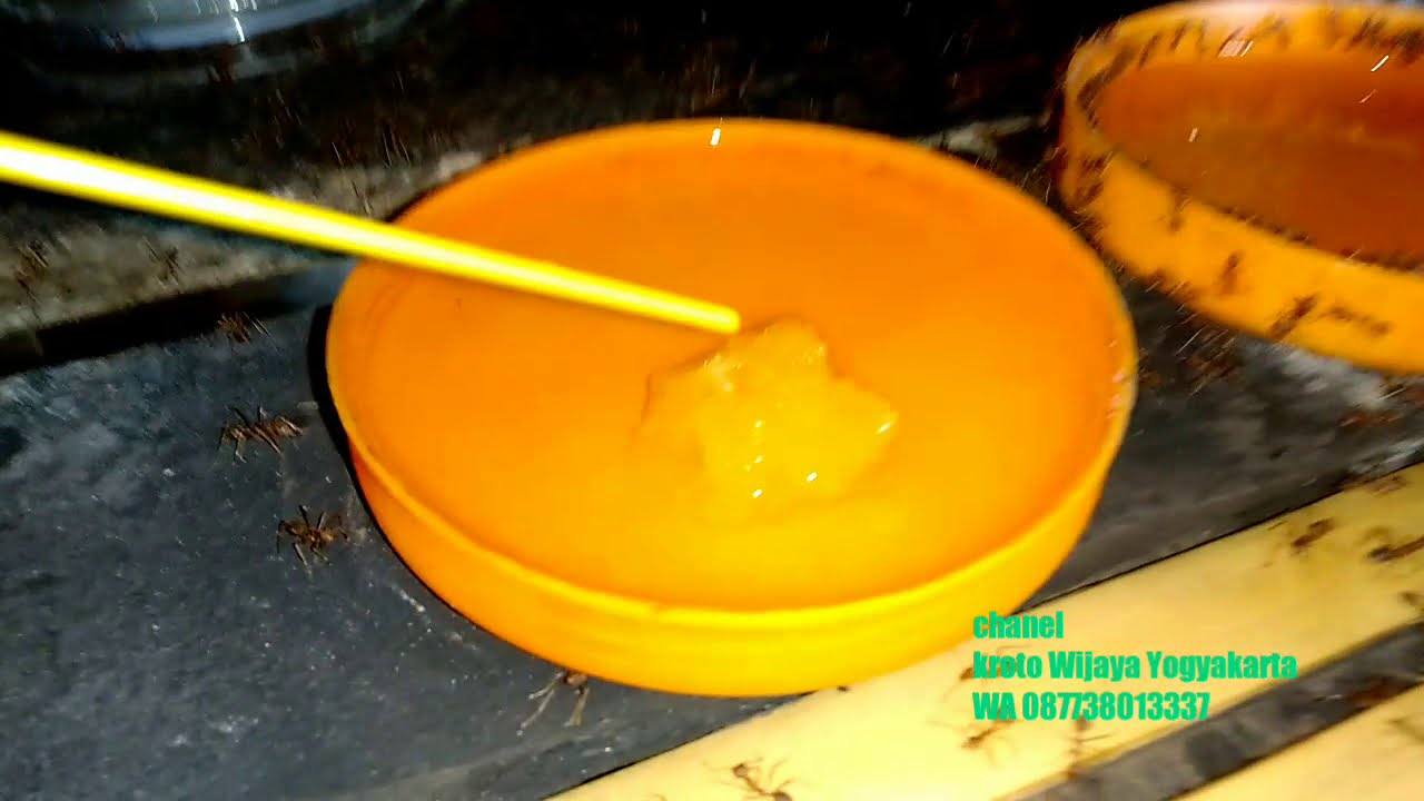 No 41 NUTRISI SUPLEMEN,VITAMIN  minuman semut rangrang semut keroto,KROTO SEMUT