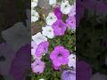 Petunia flower result 🌸#youtube #flowers #nature #garden #trending ##birds #morning #toptrending