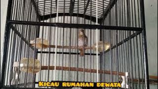 Srdc trotol 2 bulan belajar menata lagu