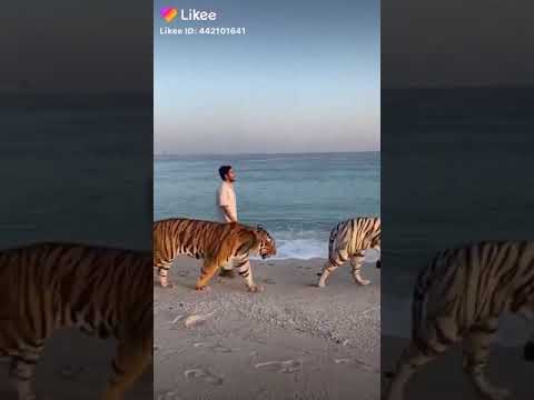 شاهد النمور الاسيوية