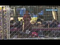 Migrant crisis: Hungary migrants start walk to border