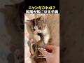 ニャンだこれは?尻尾が気になる子猫
