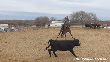 RR Smart Pep - working cows! - ValleyViewRanch.net