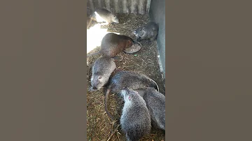кормление нутрий.