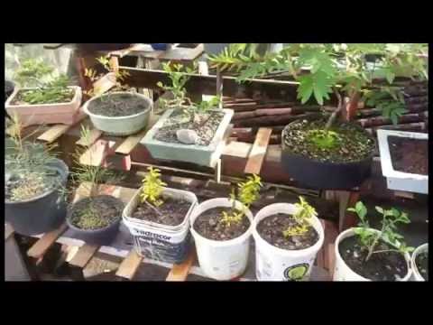 Vídeo: Bonsai De Carvalho (18 Fotos): Como Cultivar Bonsai De Uma Bolota? Regras Para Iniciantes