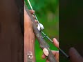 Black stick slingshot with balloon #experiment #bamboo1 #photographer #bushcraft #nature