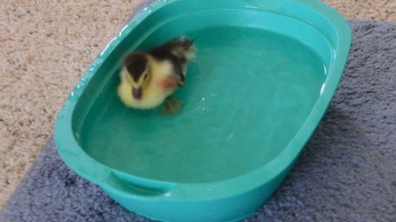 2012.07.29 - Suzie's House - Tysen's found Duckling [from Nikon D7000 RAW FILE] camera iphone 8 plus apk