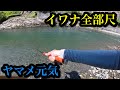 【渓流釣りハイシーズン突入】イワナが出れば全部尺、ヤマメは高活性【yehめっちゃホリデー】