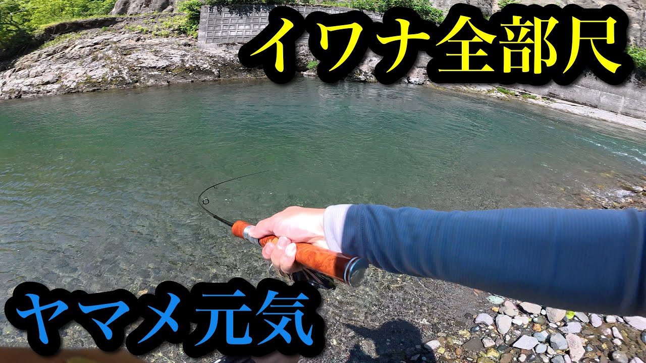 【渓流釣りハイシーズン突入】イワナが出れば全部尺、ヤマメは高活性【yehめっちゃホリデー】