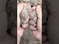 #muddirt #crumbleart #shortsviral #asmrtriggers
