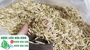 ✅RỄ CỎ TRANH NGÂM RƯỢU MANG LẠI NHIỀU TÁC DỤNG