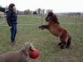 Mini-Shetland pony Fleur tricktraining