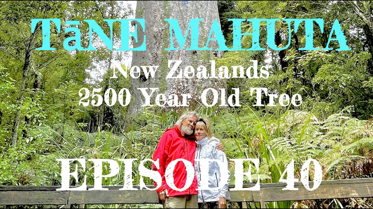 Visiting T?NE MAHUTA, The 2500 Year Old Tree - Episode 40