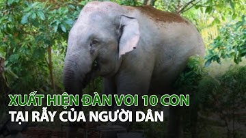 Xuất hiện Đàn Voi 10 con tại rẫy của người dân| VTC14