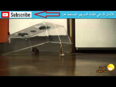 شاهد ذكاء الفأر وغباء الانسان فيديو 