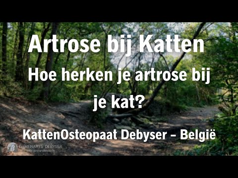 Artrose bij Katten België : Hoe Herken je Artrose bij je Kat?