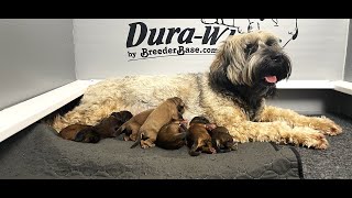 Newborn labradoodle puppies REVEALED | Raynebow Rhapsody Ep 1 by Van Isle Doodles 648 views 2 months ago 27 minutes