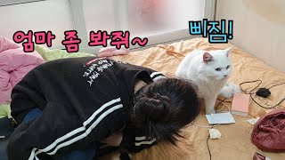 이사가기전날 심장병 고양이를 잃어버렸어요..[고양이탐정]How to find a lost cat