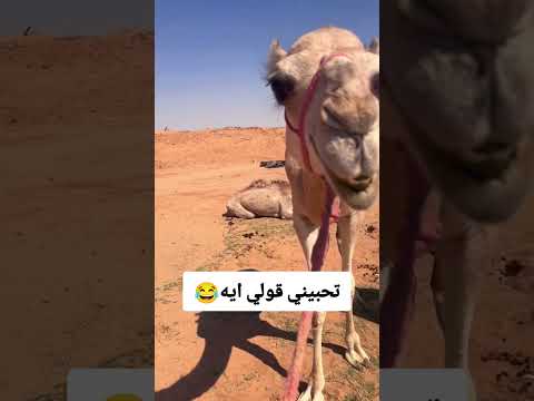 تحبيني قولي ايه  اكسبلور  