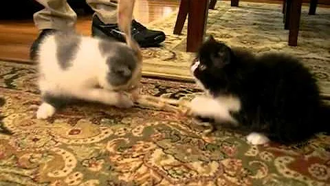 Watch the video about Royal Green Cattery Exotic Persian Kittens 20130725 1